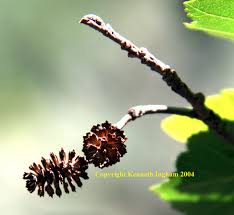 Attēlu rezultāti vaicājumam “Alnus incana leaf”