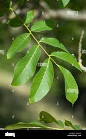 Attēlu rezultāti vaicājumam “Juglans regia”