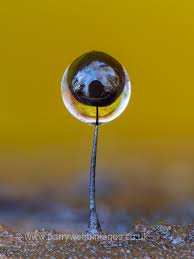 Attēlu rezultāti vaicājumam “Comatricha elegans var. microspora macro”