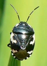 Attēlu rezultāti vaicājumam “Tritomegas bicolor imago”