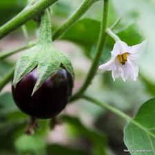 Afbeeldingsresultaat voor fengyuan purple eggplant