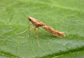 Attēlu rezultāti vaicājumam “Caloptilia hemidactylella”