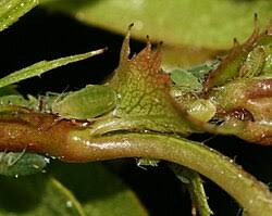 Attēlu rezultāti vaicājumam “Rhopalosiphum oxyacanthae”