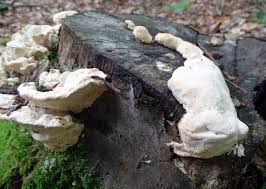 Attēlu rezultāti vaicājumam “Postia ptychogaster”