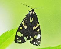 Attēlu rezultāti vaicājumam “Callimorpha dominula”