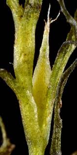 Attēlu rezultāti vaicājumam “Najas flexilis”