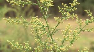 Image result for Artemisia annua