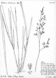 Attēlu rezultāti vaicājumam “Festuca altissima”