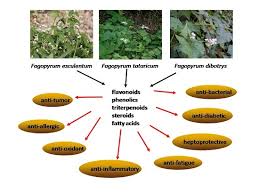 Attēlu rezultāti vaicājumam “Fagopyrum esculentum fruit”