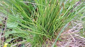 Attēlu rezultāti vaicājumam “Nardus stricta fruit”