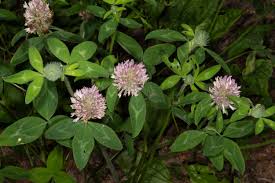 Attēlu rezultāti vaicājumam “Trifolium pratense leaf”