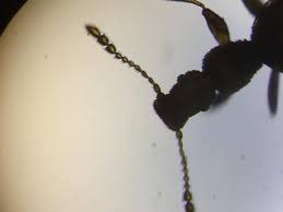 Attēlu rezultāti vaicājumam “Dienerella elongata”