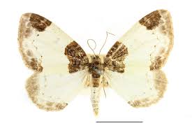 Attēlu rezultāti vaicājumam “Mesoleuca albicillata”