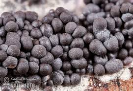 Attēlu rezultāti vaicājumam “Diderma spumarioides”