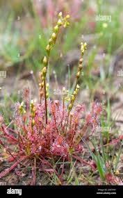 Attēlu rezultāti vaicājumam “Drosera anglica flower”