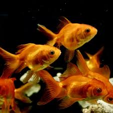 Image result for 金魚