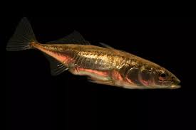 Attēlu rezultāti vaicājumam “Gasterosteus aculeatus”