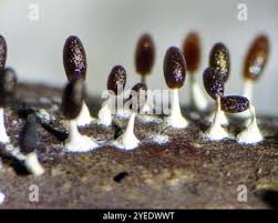 Attēlu rezultāti vaicājumam “Diachea leucopodia macro”