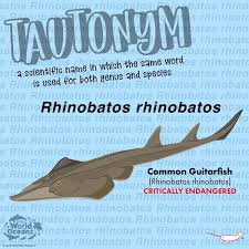Image result for Rhinobatos rhinobatos