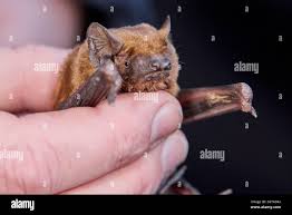 Attēlu rezultāti vaicājumam “Nyctalus noctula”