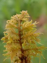 Attēlu rezultāti vaicājumam “Thuidium assimile”