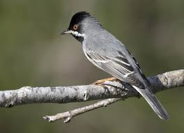 Image result for Sylvia rueppelli