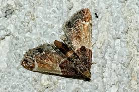 Attēlu rezultāti vaicājumam “Pyralididae”