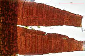 Attēlu rezultāti vaicājumam “Schistidium apocarpum”