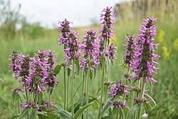 Attēlu rezultāti vaicājumam “Stachys officinalis leaf”