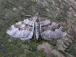 Attēlu rezultāti vaicājumam “Xanthorhoe designata”