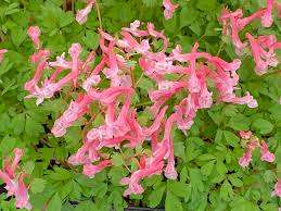 Attēlu rezultāti vaicājumam “Corydalis solida”