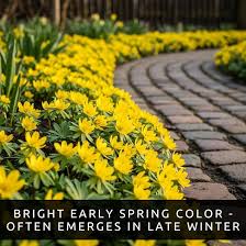 Attēlu rezultāti vaicājumam “Eranthis hyemalis”