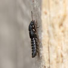 Billedresultat for rovbille