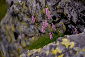 Attēlu rezultāti vaicājumam “Bistorta major leaf”