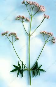 Attēlu rezultāti vaicājumam “Valeriana officinalis leaf”