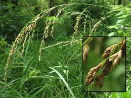 Attēlu rezultāti vaicājumam “Glyceria striata”