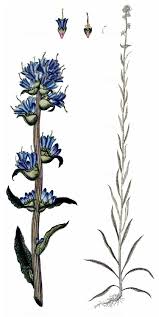 Attēlu rezultāti vaicājumam “Campanula cervicaria bud”