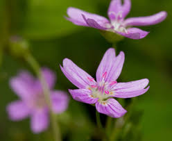 Attēlu rezultāti vaicājumam “Claytonia sibirica flower”