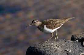 Attēlu rezultāti vaicājumam “Actitis hypoleucos”