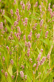 Attēlu rezultāti vaicājumam “Persicaria maculosa leaf”