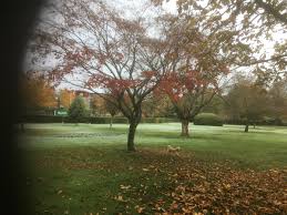 Image result for Woking Parks Bowls Club