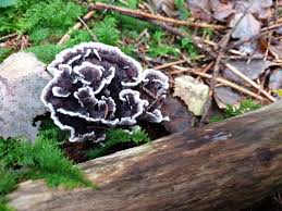 Attēlu rezultāti vaicājumam “Phellodon melaleucus”