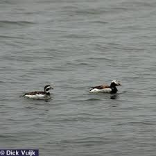 Attēlu rezultāti vaicājumam “Clangula hyemalis male”