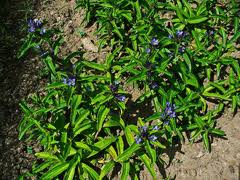 Attēlu rezultāti vaicājumam “Gentiana cruciata bud”