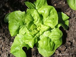 Attēlu rezultāti vaicājumam “Lactuca sativa”