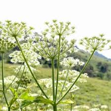 Attēlu rezultāti vaicājumam “Heracleum”