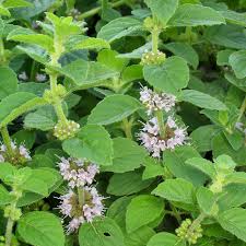 Attēlu rezultāti vaicājumam “Mentha arvensis flower”