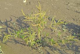 Attēlu rezultāti vaicājumam “Rumex maritimus”