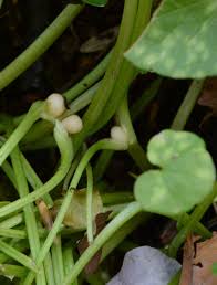 Attēlu rezultāti vaicājumam “Ficaria verna”