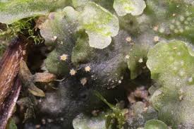 Attēlu rezultāti vaicājumam “Mniaecia jungermanniae”